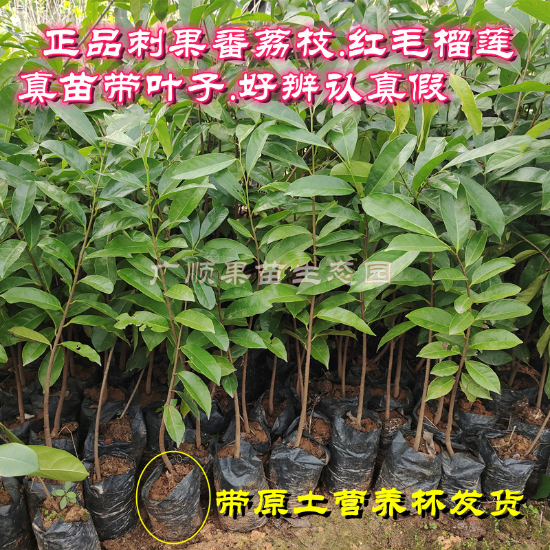 刺果番荔枝干叶子真的绝!红毛榴莲叶子茶多省包邮,这波不冲亏麻了😭-番荔枝-淘宝百科网