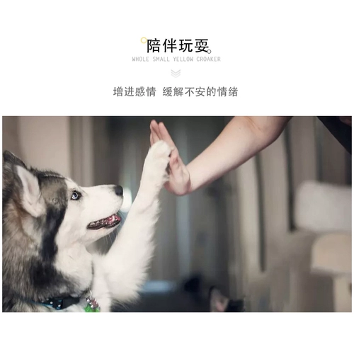 Pet Products Dog Toy Toy Teddy Barrine Golden Moso щенки щенки