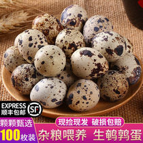 Fresh quail eggs fresh farmers authentic grains feeding babies pregnant women supplementary food direct hair
