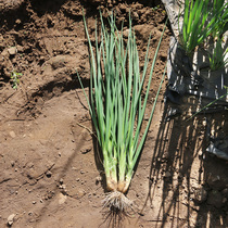 Guangdong fresh vegetables shallots and shallot farmers on the same day when they are picked and found to be found with roots.