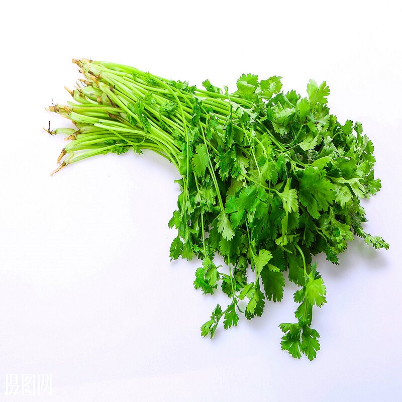 Fresh coriander cilantro chafing dish seasoning cold seasoning 150g farmhouse open-hand gouged vegetable