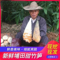 Guangdong Jieyang Putian bamboo shoots sweet bamboo shoots fresh bamboo shoots spring shoots wild bamboo shoots vegetables non-Horseshoe bamboo shoots now