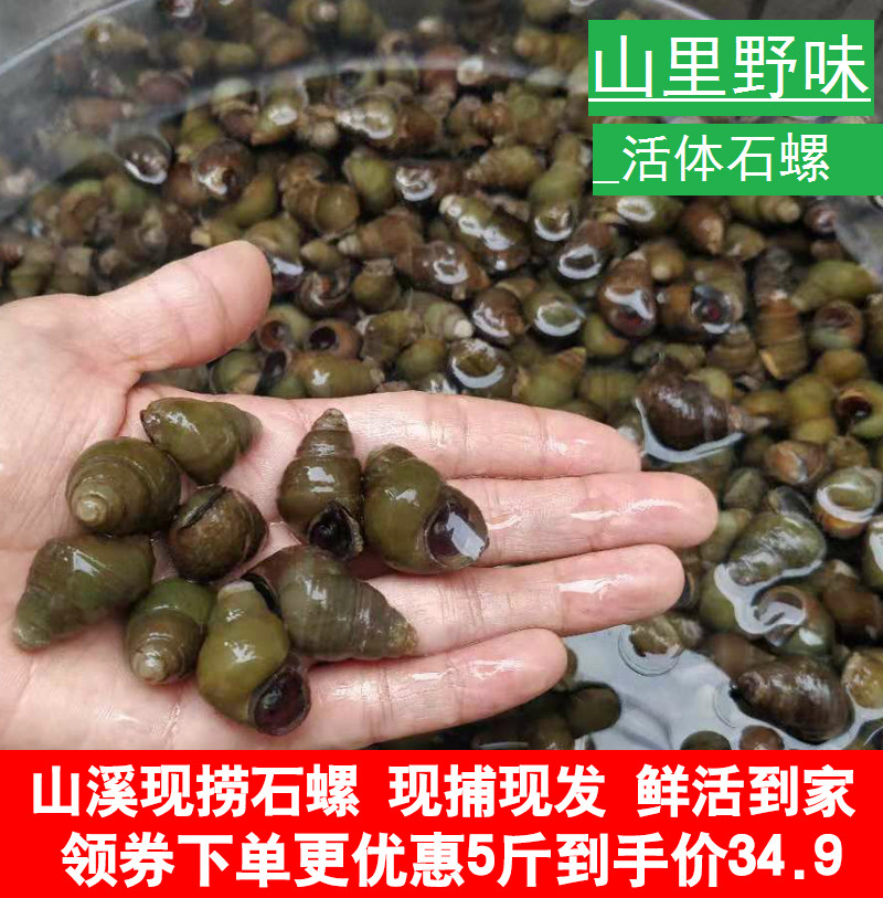 5 catty of fresh stone snail living wild Mountain Creek clear water snail live mud snail screw meat now fishing