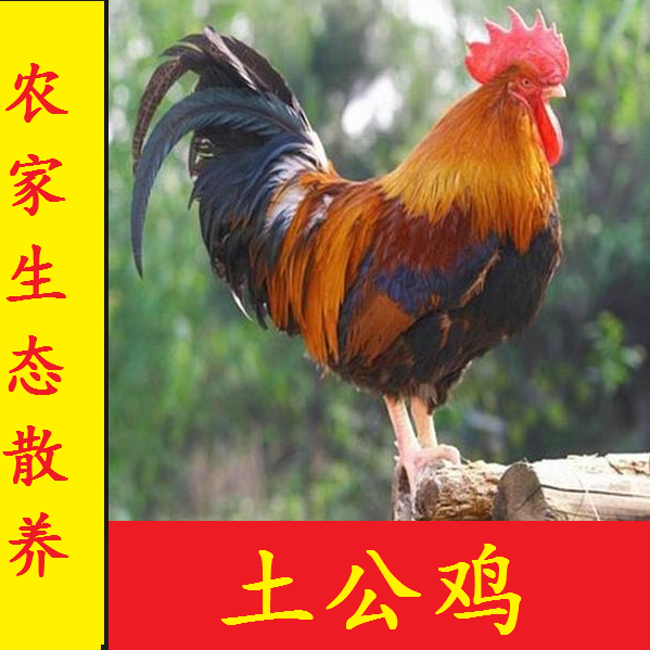 Farmhouse prose 1 ½ year old Pheasant Chicken chicken Fresh Whole Chicken Walking Ground Chicken Poultry chicken Chicken Broiler Chicken Broiler Chicken