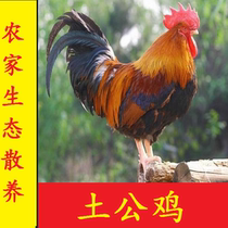 Farmhouse for 1 year and a half big cock chicken chicken fresh whole chicken chicken chicken chicken chicken chicken chicken chicken chicken chicken chicken chicken