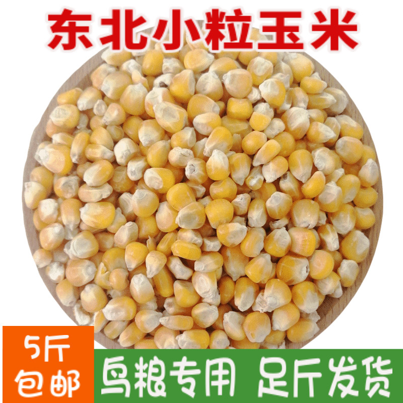 5 catties of Northeast farmers' self-produced stupid corn small grain dry corn wine to feed pigeons grains fresh