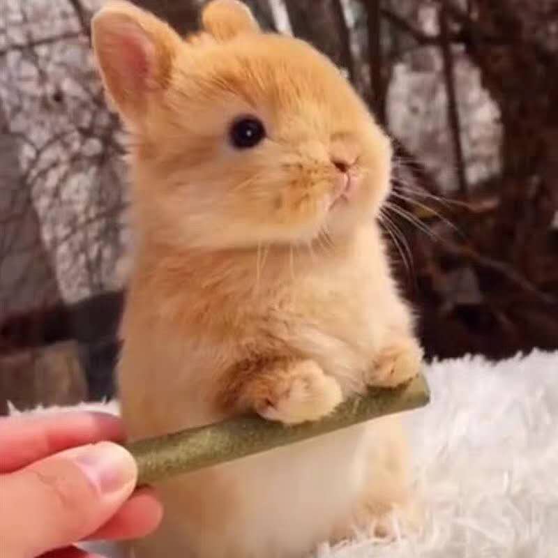 The Netherlands imported purebred double-blood yellow dwarf rabbit teacup rabbit small pet rabbit living things do not grow up to the United States