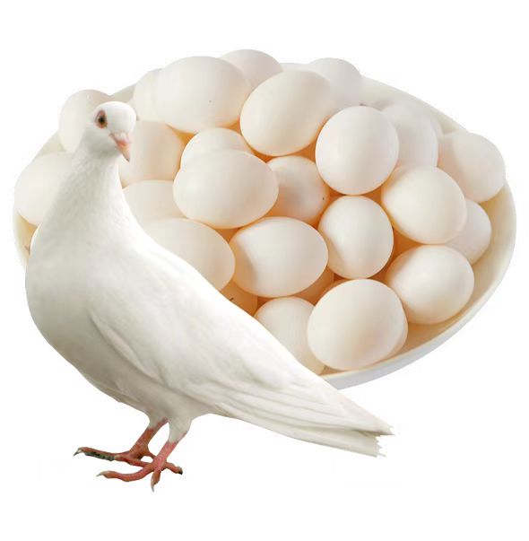 Pigeon eggs 30 pieces of farm free-range miscellaneous grains pigeon eggs baby children pregnant women food fresh hot pot eggs non-quail eggs