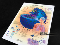 Virus virus influenza structure diagram middle school medical knowledge popular science education wall chart poster decorative painting