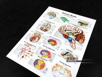 Brain Function Anatomy Medical Knowledge Popular Science Education Wall Chart Poster Decorative Painting