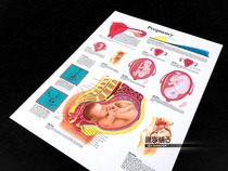 Pregnancy pregnancy pregnancy pregnancy uterus fetus anatomy structure popular science education wall chart poster decorative painting