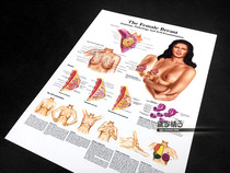 Female Breast Anatomical Atlas Structure Health Knowledge Self-examination Popular Science Wall Chart Poster Decorative Painting