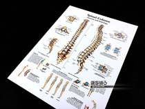 Human Spine Spinal Bone Anatomical Structure Diagram Medical Science Education Wall Chart Poster Decorative Painting