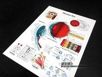 Eye myopia pupil medical knowledge scientific anatomy atlas wall chart poster decorative painting