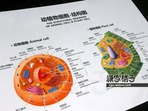 Animal animal and plant cells (Chinese and English)Structure diagram deconstruction diagram Biological teaching wall chart Poster decorative painting