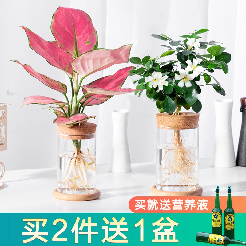 Office Decoration Jiulixiang Hydroponic Hydroponic Water Flower Potted Indoor Plants Water Value Flowers Room Real Flowers