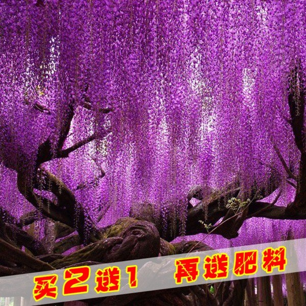 Outdoor walled Nagato plant Climbing Wall Patio Flower Green Plant Patio Sapling sapiens climbing the ravine