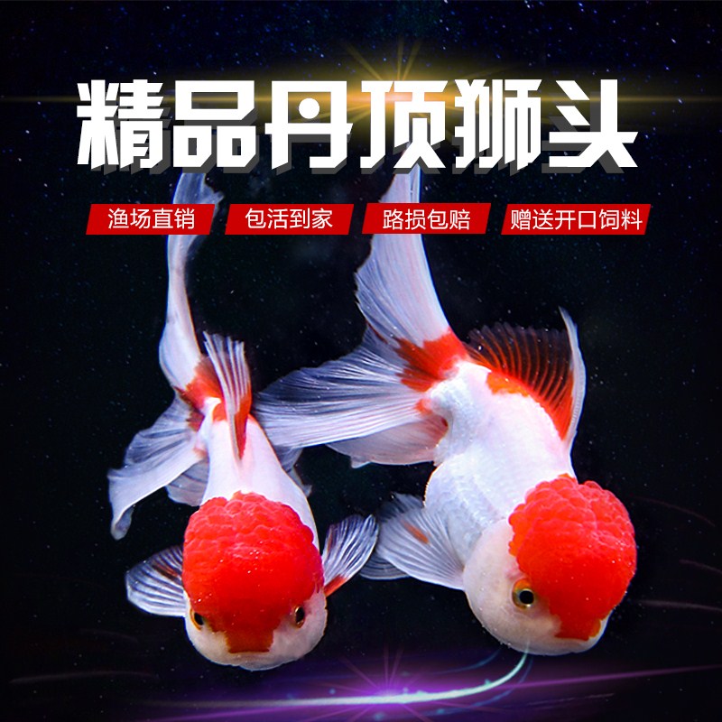 鶴頂紅魚丹頂紅金魚好養活冷水小金魚活魚易養淡水鴻運當頭錦鯉 鶴頂紅魚丹頂紅金魚好養活冷水小金魚活魚易養淡水鴻運當頭錦鯉