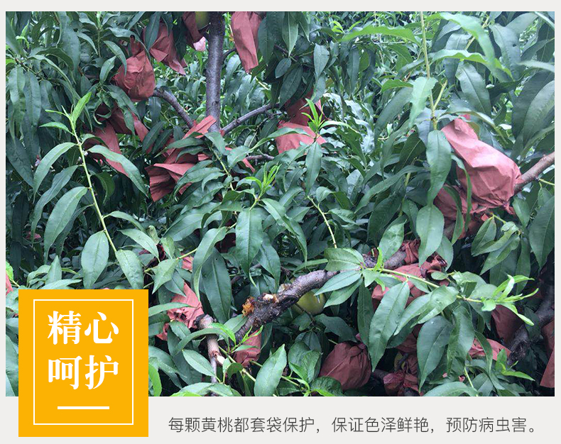 山东蒙阴锦绣黄桃应季现摘现发 图3