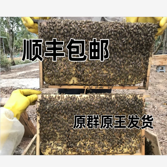 Пчелиный пояс король Китая wholesale пояс для продажи Пчелиная матка пчела китайская клетка пчела пчела пчела пчела пчела пчела пчела целый коробка двух цветов