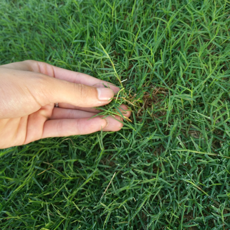 进口草坪种子四季青护坡草籽高羊茅四季青早熟禾庭院绿化种耐践踏-实得惠省钱快报