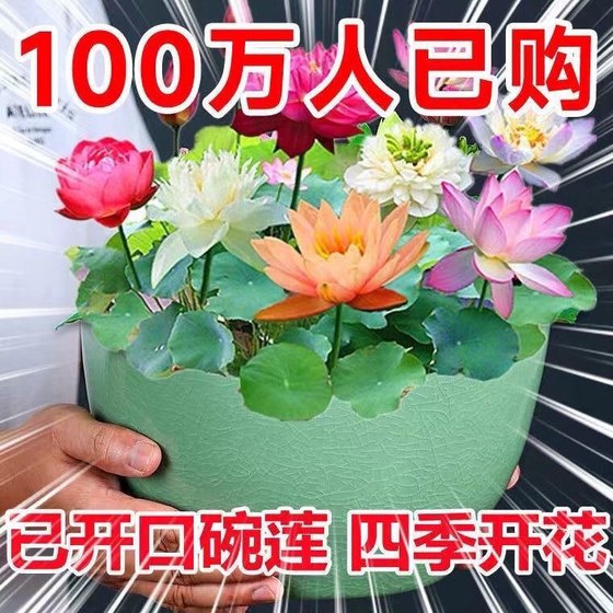 无土水培碗莲花种子水养生植物睡莲荷花盆栽四季花卉