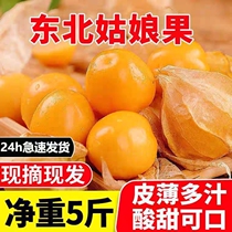 Northeastern specialty girl fruit 3 pounds of fresh freshly picked mushroom fruit lantern fruit yellow sweet foreign milk flavored mushroom cool fruit