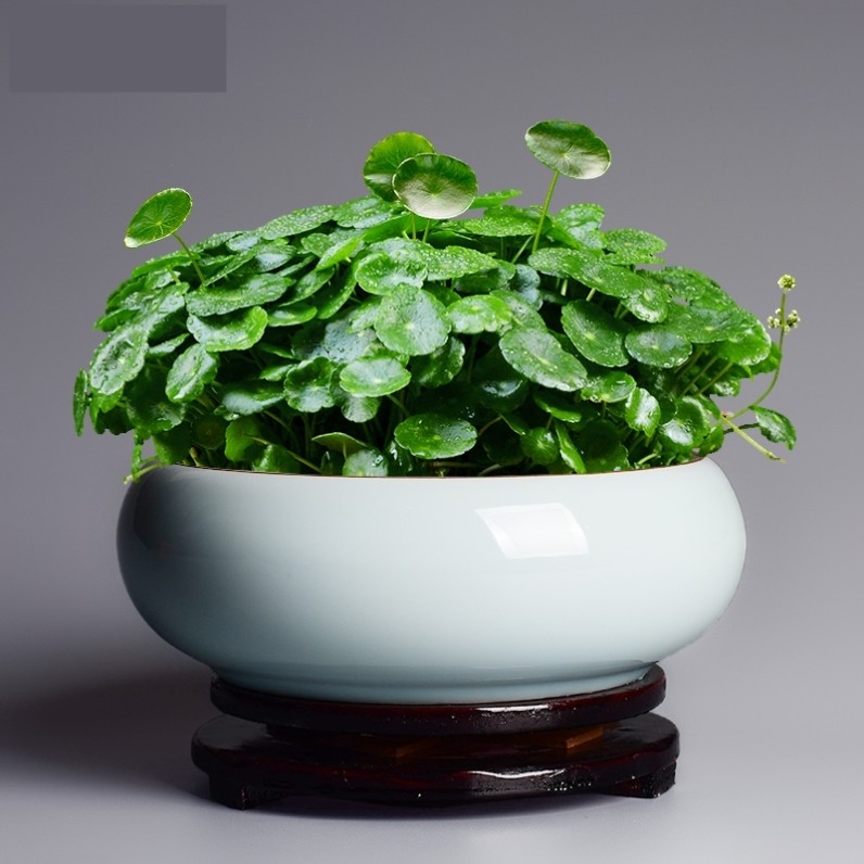 Water lotus flower pot bowls bacon plant containers suitable for raising copper-money grass 2021 new types of sleeping deep lotus small cylinders fish