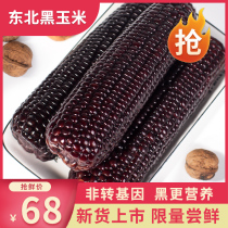 Big ears 18 roots of corn fresh freshly picked glutinous corn Northeast black corn vacuum package ready-to-eat black glutinous corn sweet sticky