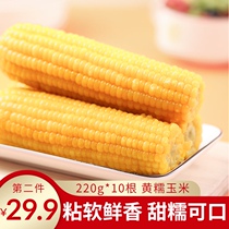 Chuque Wanquan sweet corn fresh waxy corn northeast yellow sticky corn cob vacuum pack ready-to-eat corn 10