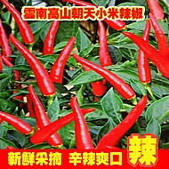 淘金币！云南高山朝天小米椒248g