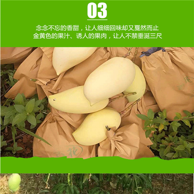 精选大中果新鲜现摘鹰嘴芒5斤