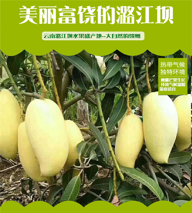 精选大中果新鲜现摘鹰嘴芒5斤