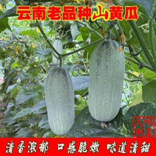 3斤！云南老品种新鲜水果黄瓜