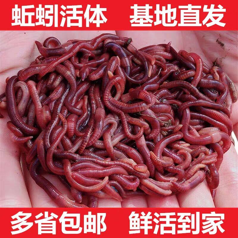 Earthworms Live Bait Fresh Taiping No. 2 Red Earthworm Box Mount Large Number Small Number Wild To Put Raw Fish Bait Turtle feed