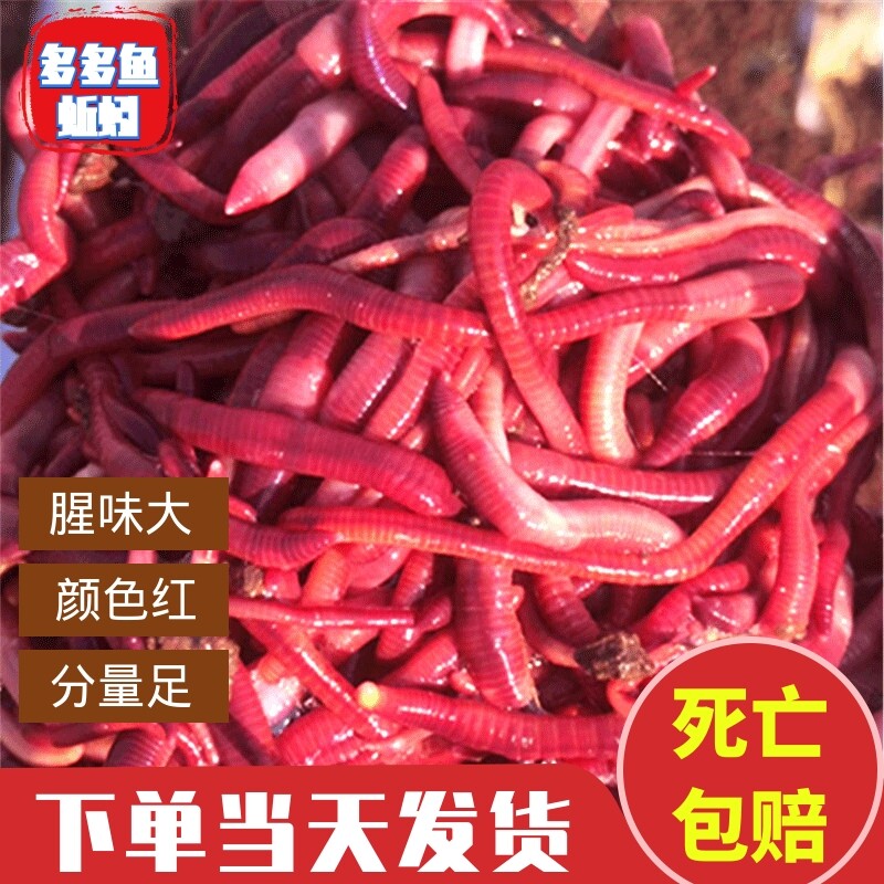 Earthworm Live Bait Earthworm Daping 2 Fishing Bait Box Bulk