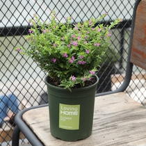  Starry autumn new flower potted garden balcony exposure flowering