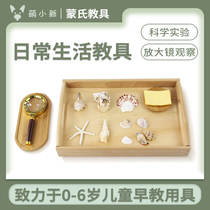 Montessors marine conch shell crafts classroom ornaments science and culture observation IC cognitive real objects