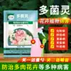 Multi-bacterial fungicide Multi-bacterial Fungicide Multi-fungicide Multi-fungicide Multi-fungicide Multi-fungicide Multi-fungicide Multi-fungicide Multi-fungicide Multi-fungicide Multi-fungicide Multi-fungicide Multi-fungicide