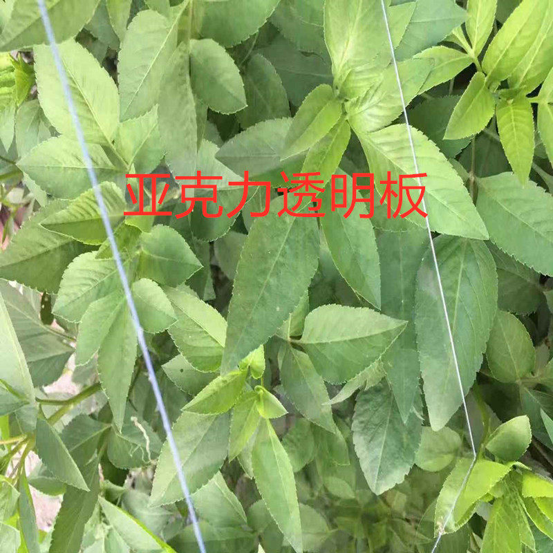 Transparent organic glass plate 1 22 * 2 44 machined custom cut acrylic plate creamy white frosted plate