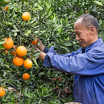 【3斤装】现摘湖北夏季新鲜甜橙整箱包邮[3元优惠券]-寻折猪