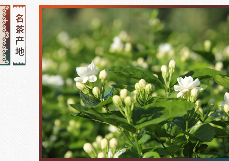 中粮中茶 蝴蝶牌 一级茉莉花茶叶 227g罐装 图3
