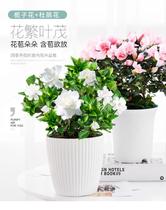 Office potted plants fresh desktop cute flowers scented dormitory dining table with earth flowers green plants