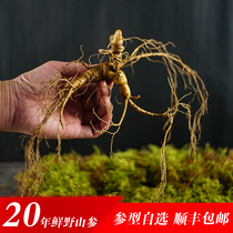 Ginseng wild ginseng under-forest ginseng fresh ginseng 20-year-old specialty of northeast Changbai Mountain fresh wild ginseng with soil under-forest seeds