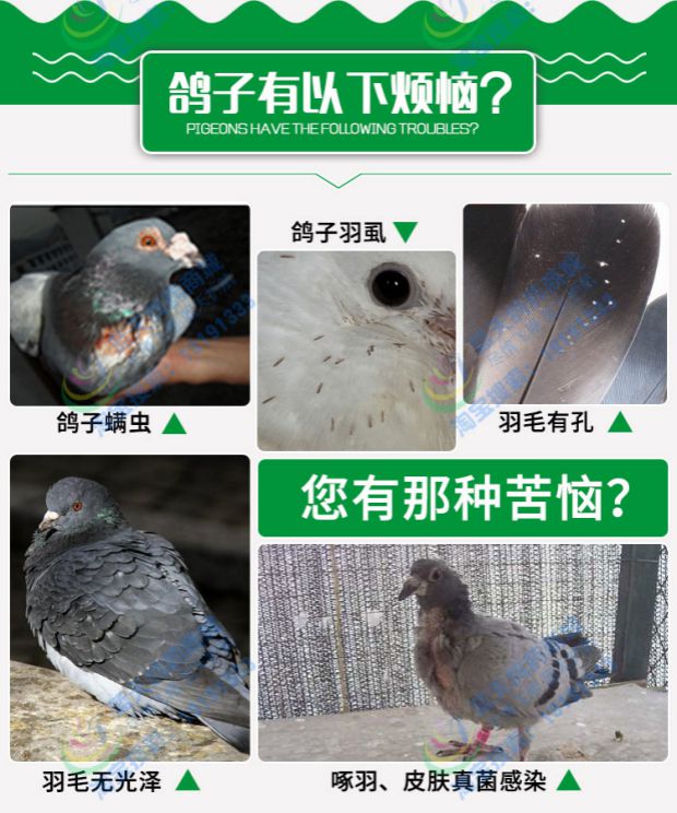 Tắm chim bồ câu ngoài lông, khử trùng, bồ câu, bột tắm, ngoài tẩy giun toàn thân, ngoài ra còn có muối tắm tốc độ 螨 螨 冠 - Chim & Chăm sóc chim Supplies lòng chào mào đẹp giá rẻ