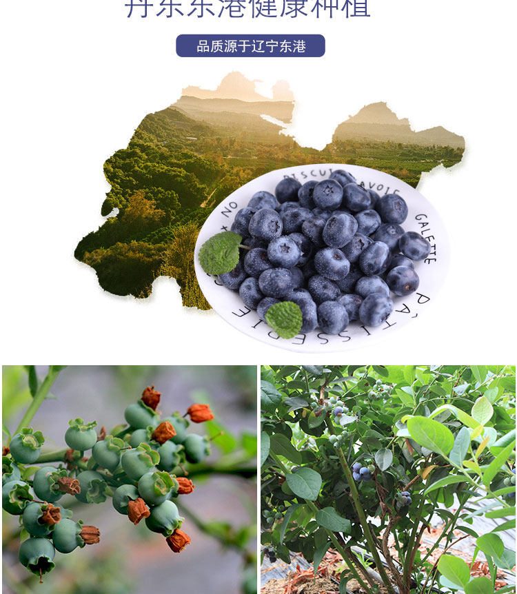 丹东 新鲜蓝莓鲜果 500g 现摘现发 图8