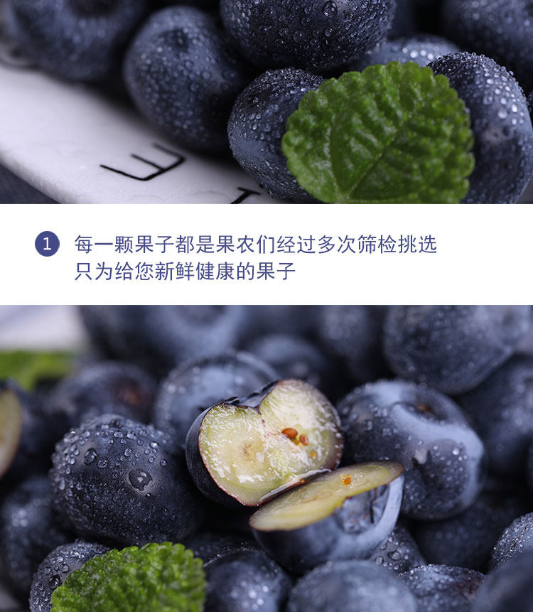 丹东 新鲜蓝莓鲜果 500g 现摘现发 图6