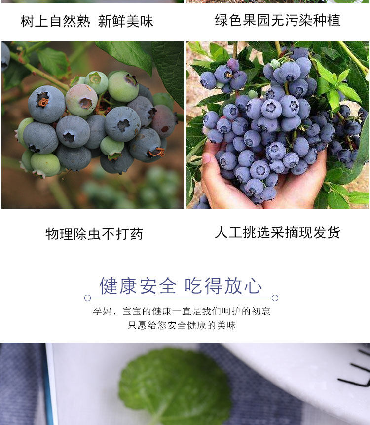 丹东 新鲜蓝莓鲜果 500g 现摘现发 图9