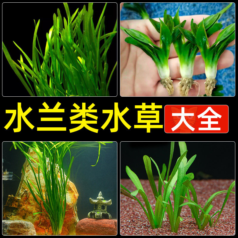 水兰、水韭菜、阴性植物,新手鱼缸造景选什么水草?-水草-淘宝好物网