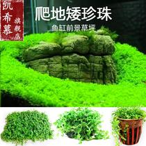 Fish tank lawn climbing ground dwarf pearl aquatic plant Living Fresh Water Plant Real Grass Mud natural lazy man landscape decoration package